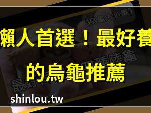 最好養的烏龜