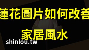 莲花图片风水