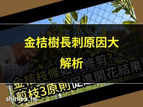 金桔樹有刺嗎